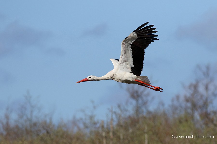Cigogne blanche (Marquenterre)