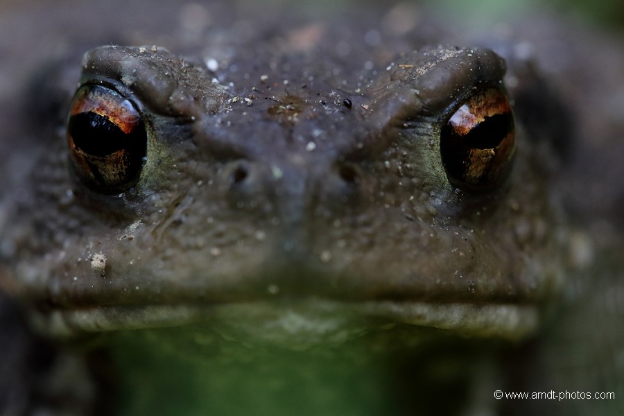 Crapaud (Côtes d'Armor)