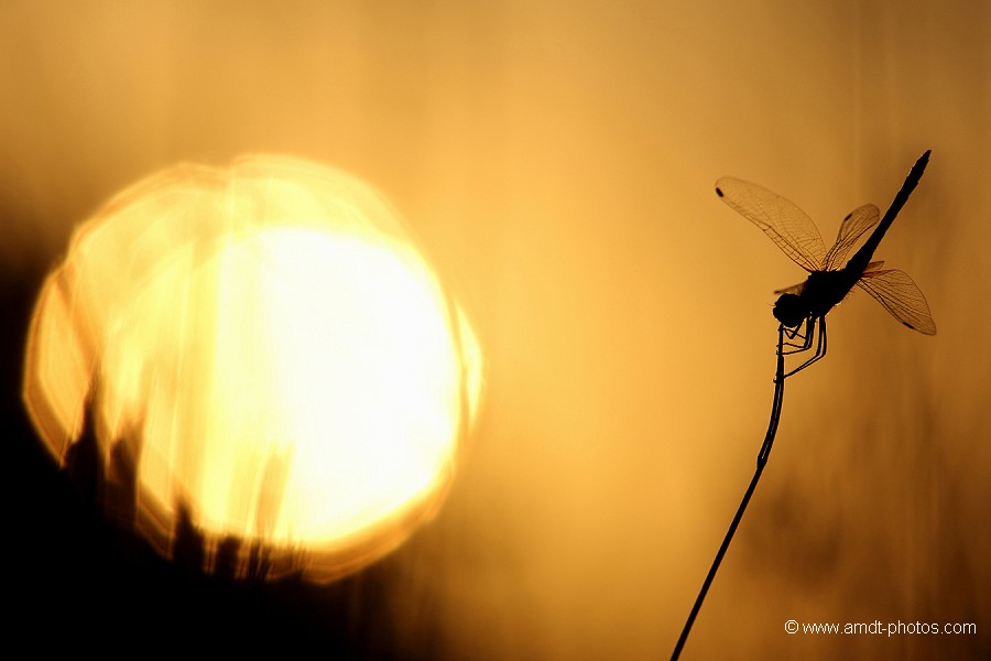 Sympetrum et soleil couchant