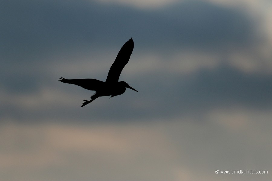 Aigrette