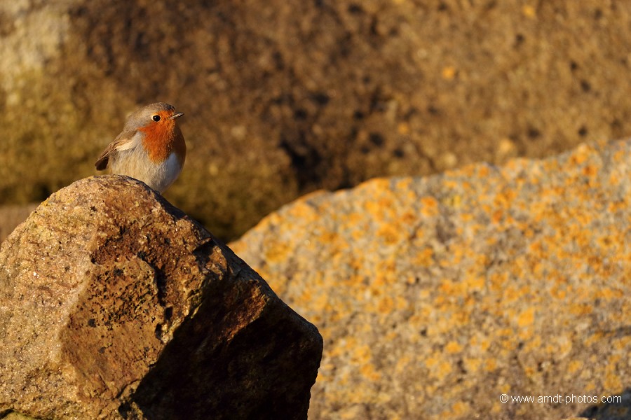 Rouge-gorge marin